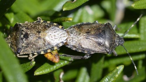 Réf. 226 315 : Rhaphigaster nebulosa